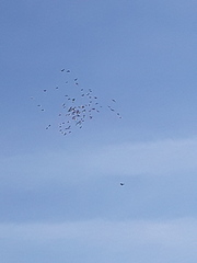 Columba livia domestica