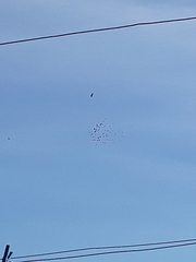 Columba livia domestica