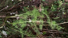 Meum athamanticum