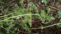 Meum athamanticum