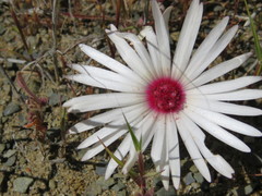 Cleretum maughanii