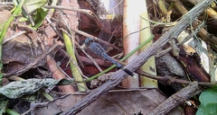 Diplacodes trivialis