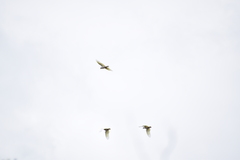 Cacatua pastinator pastinator