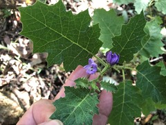 Solanum ditrichum