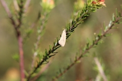 Tipanaea patulella