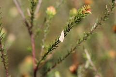 Tipanaea patulella