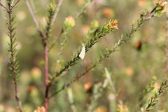 Tipanaea patulella