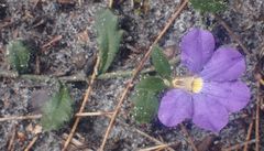 Scaevola calliptera