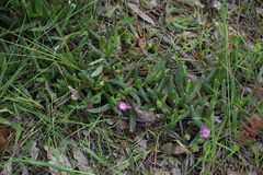 Carpobrotus modestus