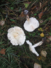 Tricholoma album