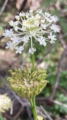 Trachymene composita composita