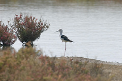 Himantopus himantopus