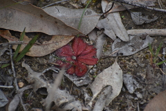 Drosera rosulata