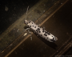 Yponomeuta pustulellus