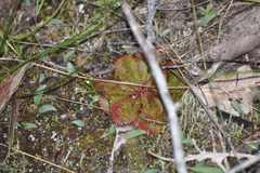 Drosera rosulata
