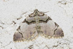 Anticlea derivata