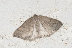 Aleucis distinctata