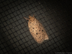 Garrha atripunctatella