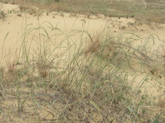 Agropyron dasyanthum