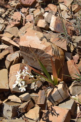 Babiana spathacea