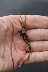 Isoetes lacustris