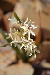 Babiana spathacea