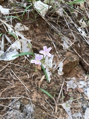 Claytonia