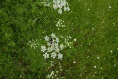 Chaerophyllum aureum