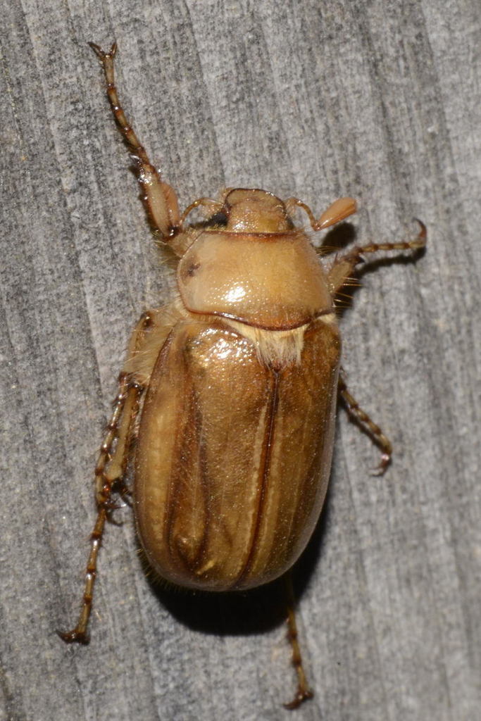 Rhizotrogus marginipes