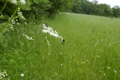 Chaerophyllum aureum