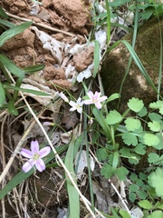Claytonia