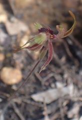 Caladenia plicata