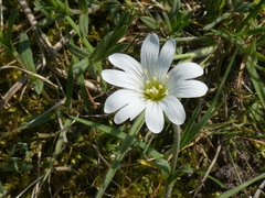 Cerastium arvense