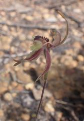 Caladenia plicata