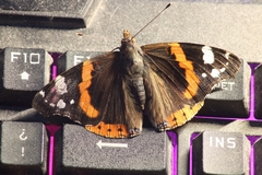 Vanessa atalanta