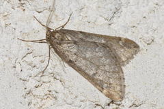 Alsophila aescularia