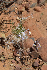 Cyanella