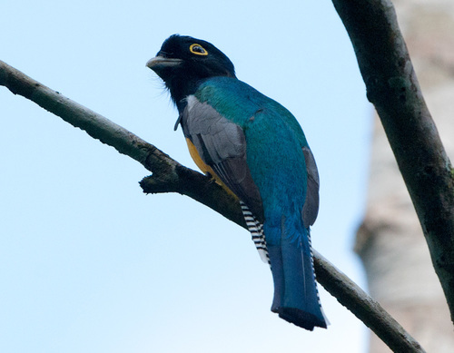 Gartered Violaceous Trogon