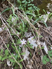 Claytonia