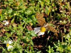 Argynnis paphia tsushimana