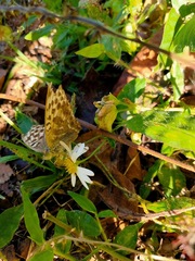 Argynnis paphia tsushimana