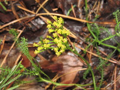 Achillea micrantha