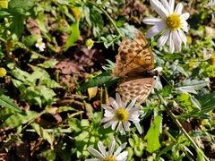 Argynnis paphia tsushimana