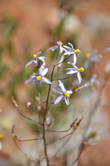 Cyanella