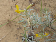 Chamaecytisus borysthenicus