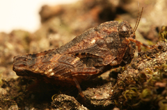Epitettix obtusus