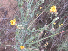 Tragopogon borysthenicus