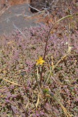 Cyanella aquatica