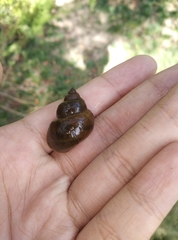 Cipangopaludina catayensis