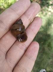 Cipangopaludina catayensis